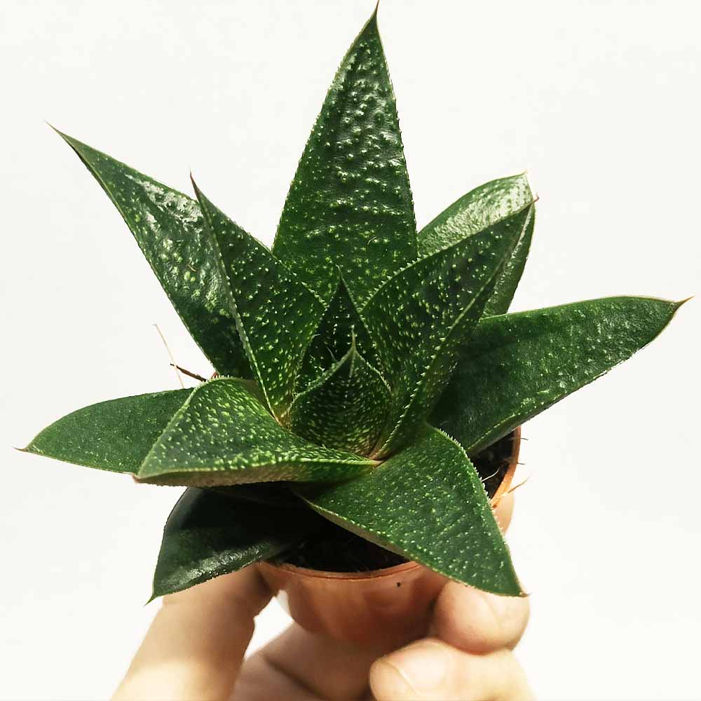 gasteraloe royal princess