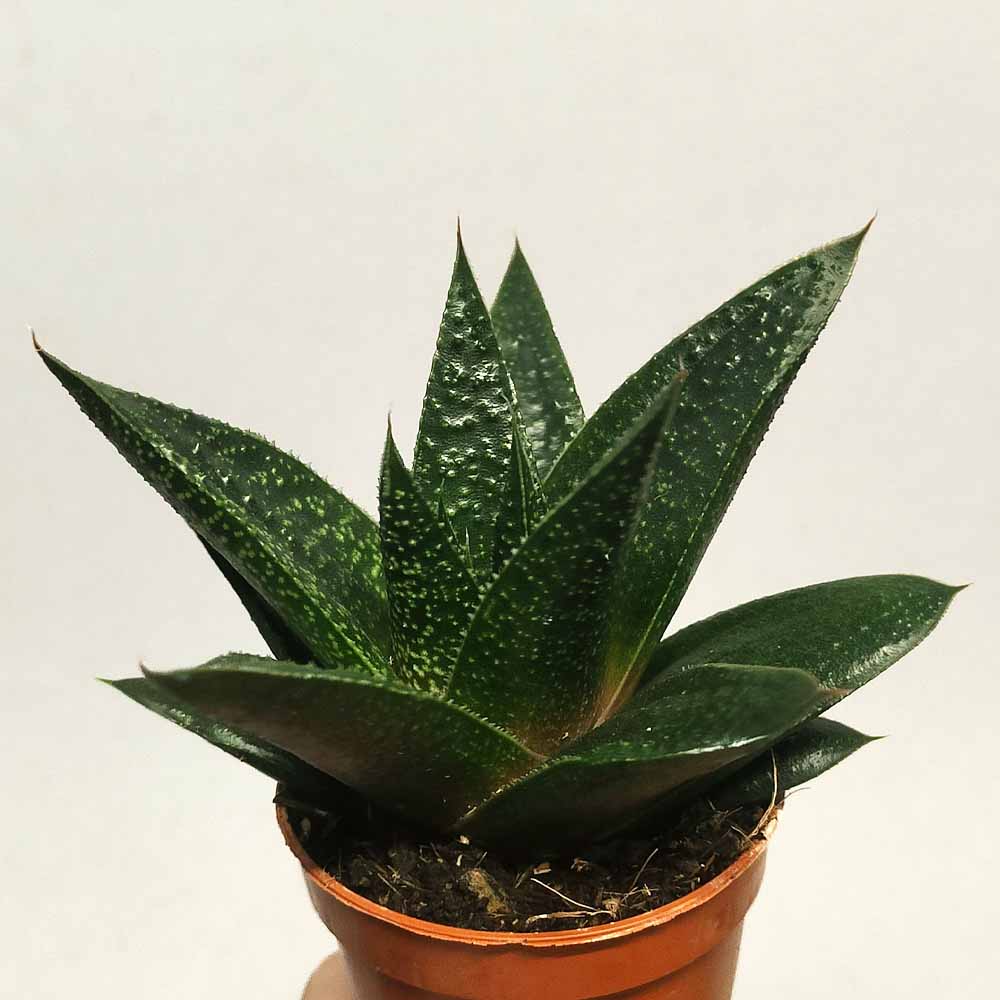 gasteria royal princess
