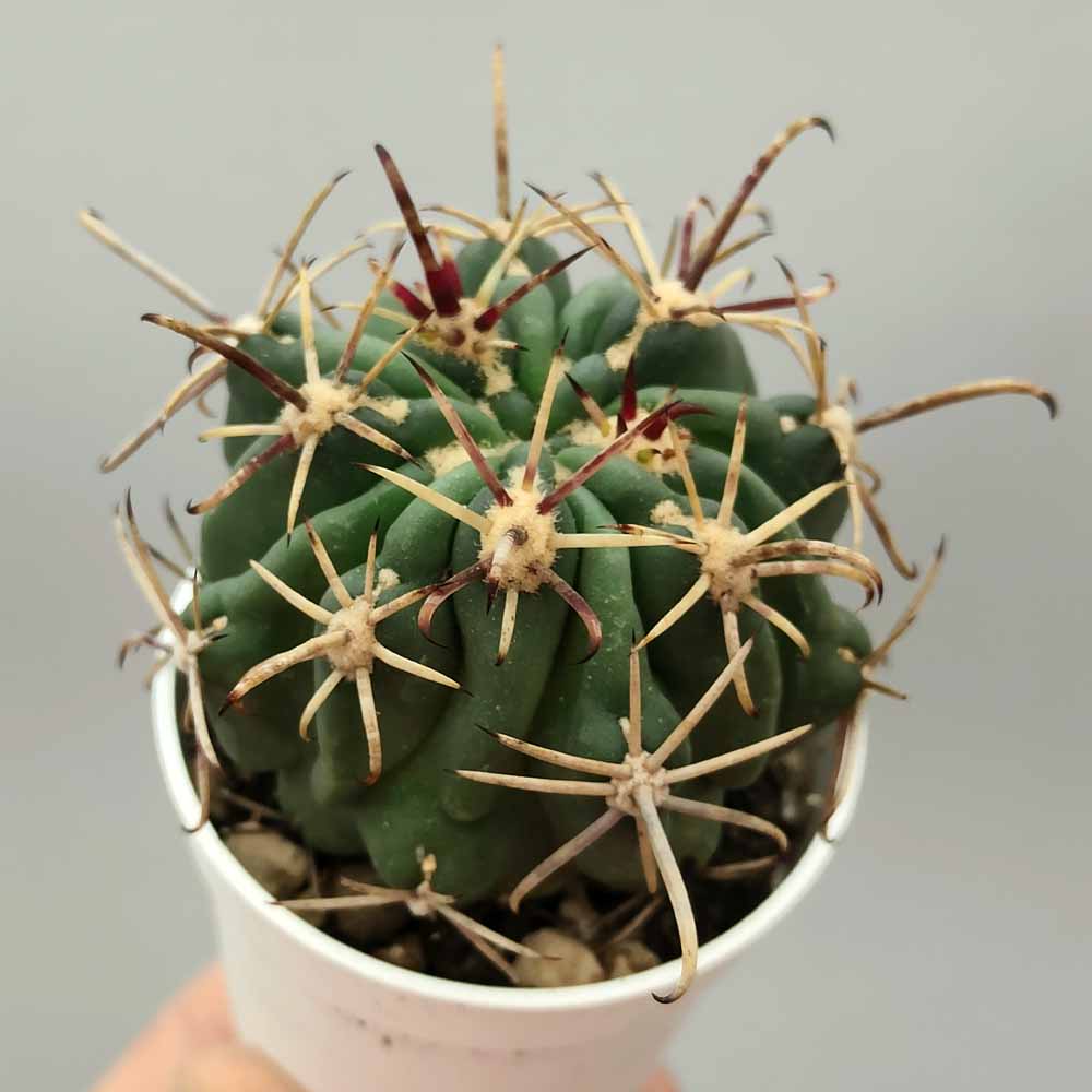 glandulicactus mathssonii cactus