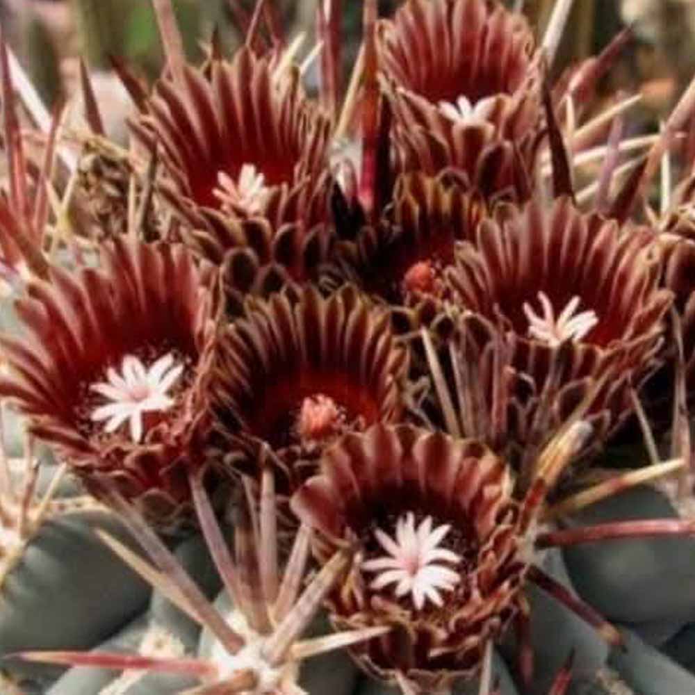 glandulicactus mathssonii fiore