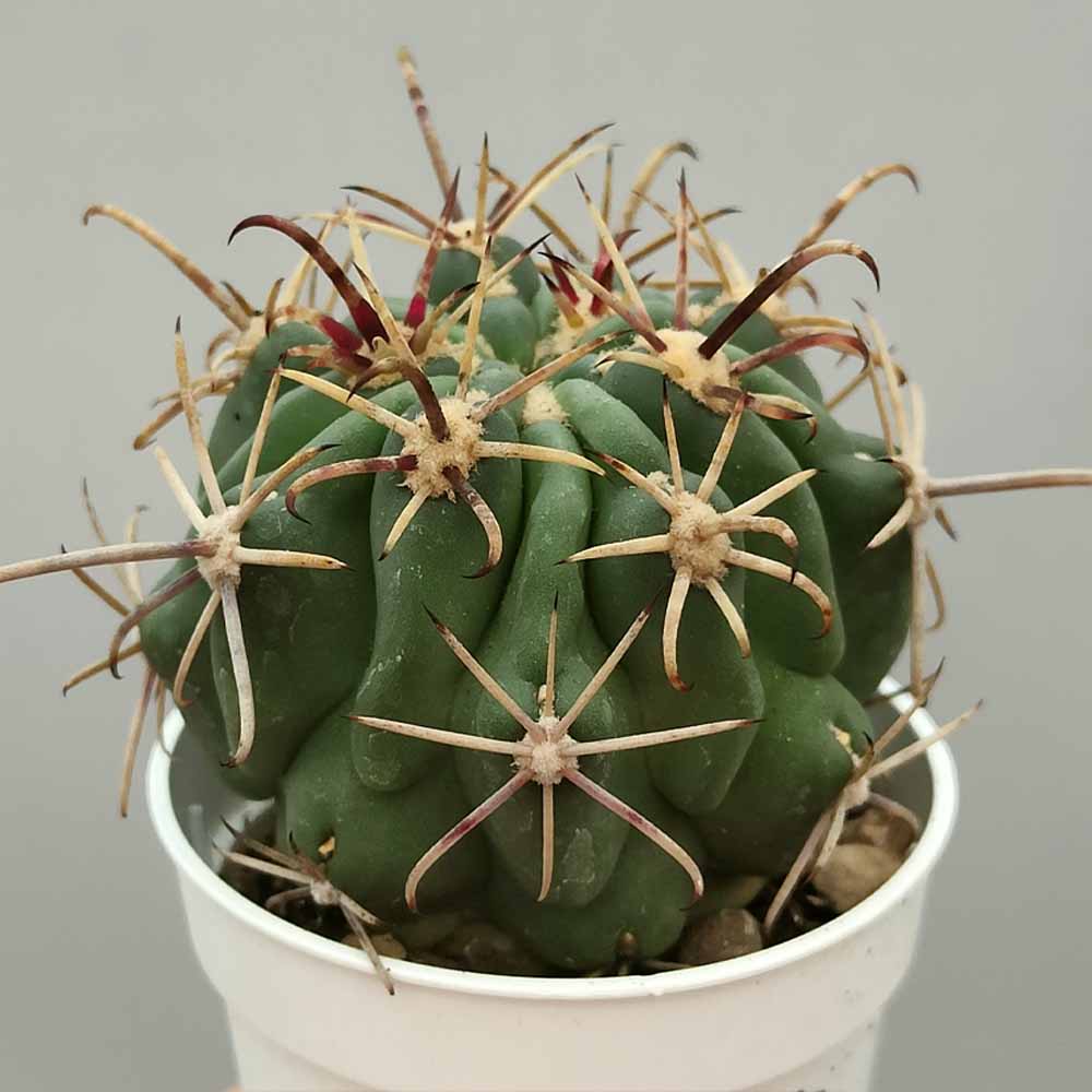 glandulicactus mathssonii
