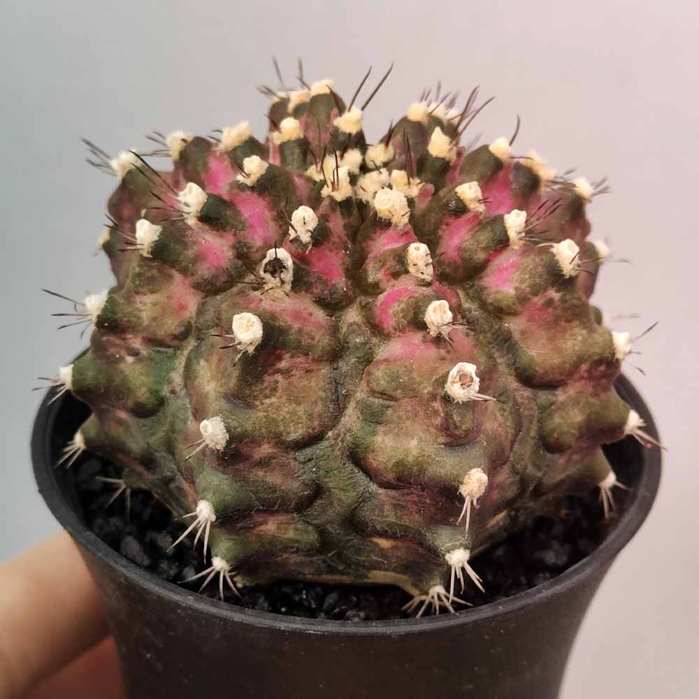 gymnocalycium t-rex