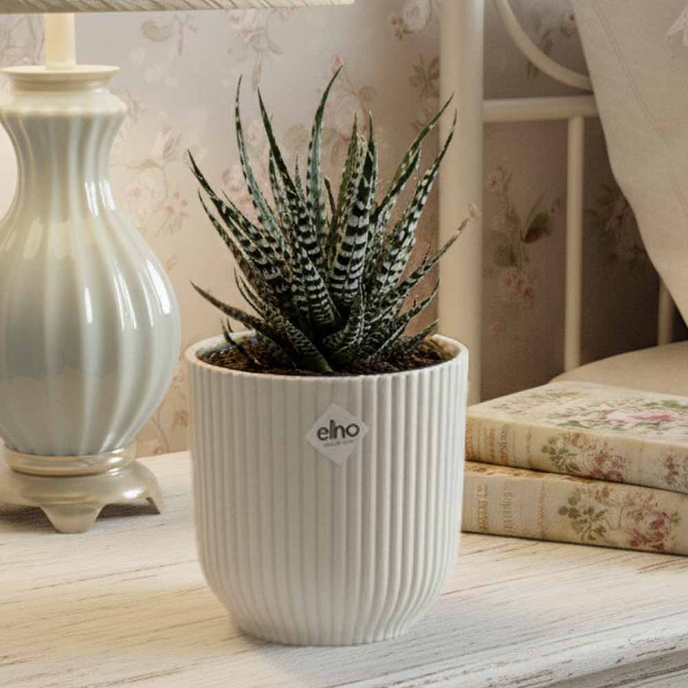 haworthia attenuata vibes bianco