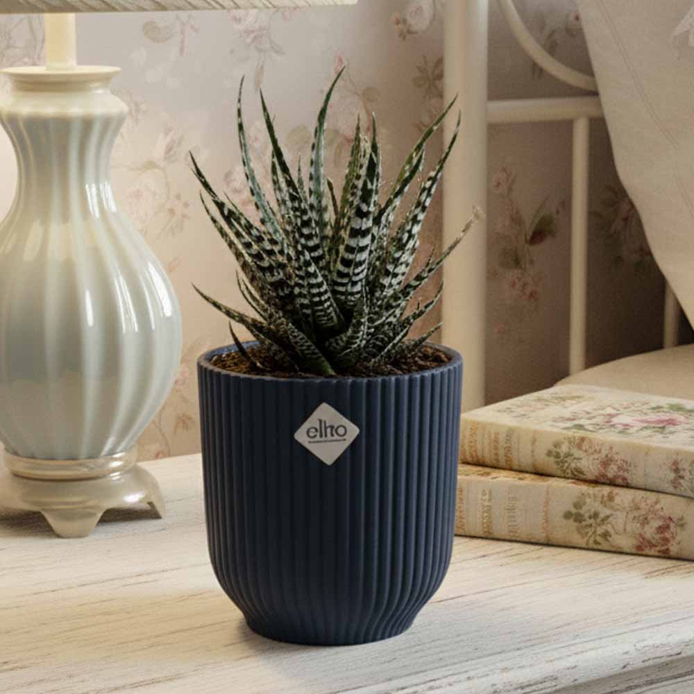 haworthia attenuata vibes blu