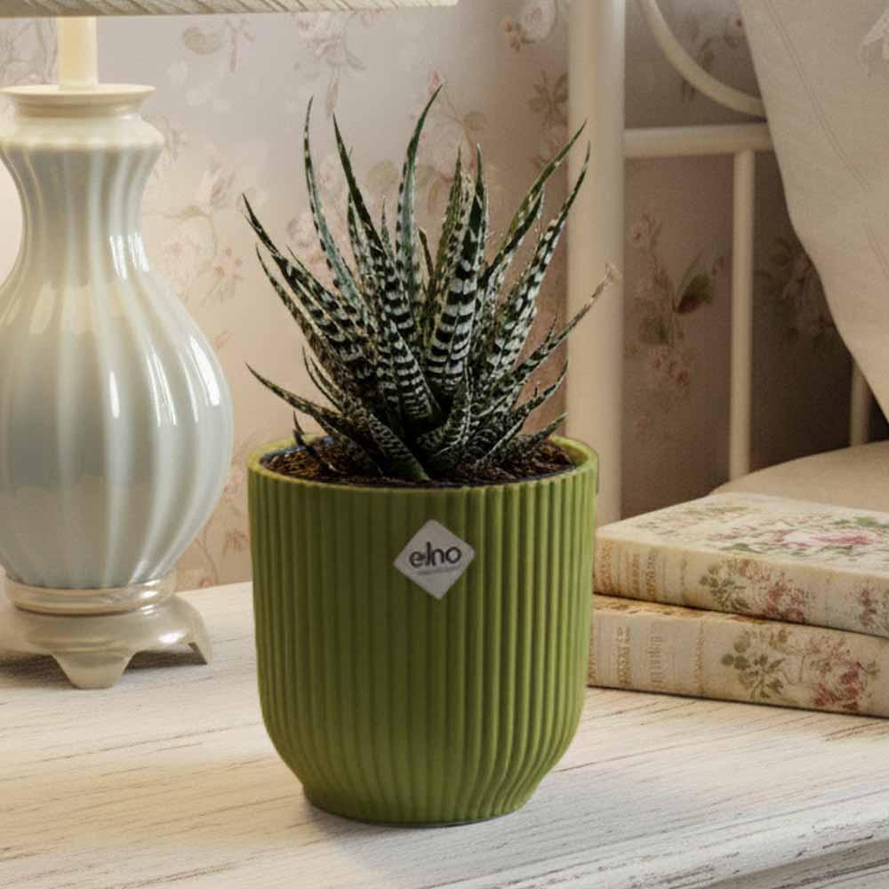 haworthia attenuata vibes felce