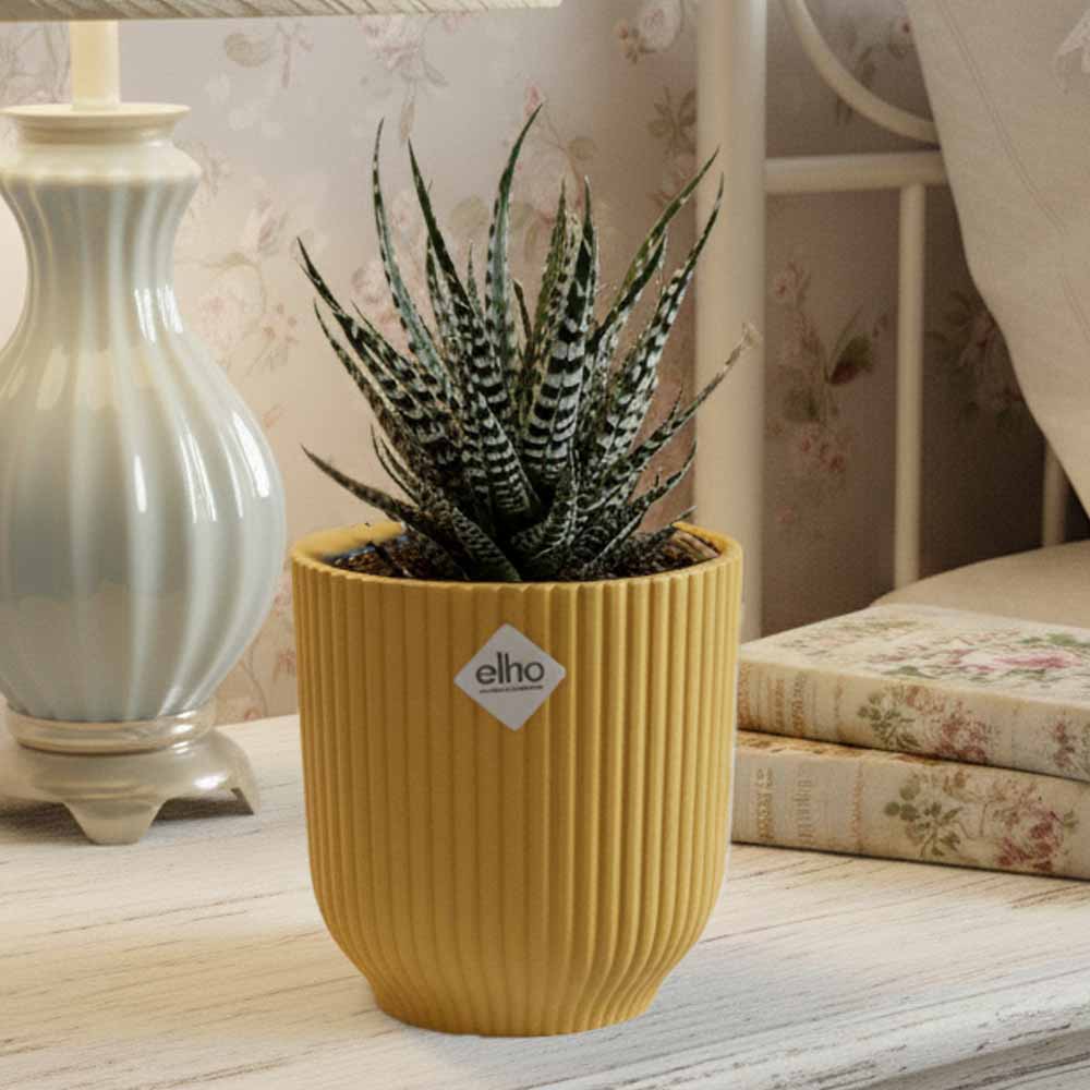 haworthia attenuata vibes giallo