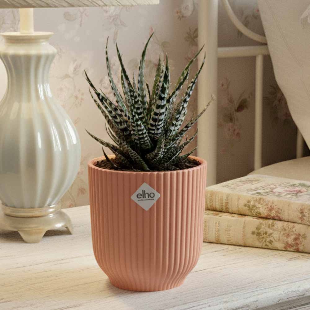 haworthia attenuata vibes rosa