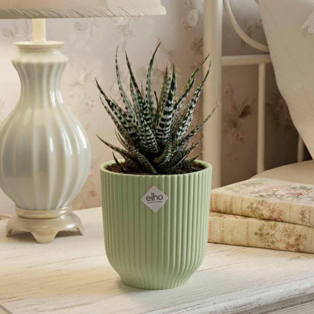 haworthia attenuata vibes sorbetto