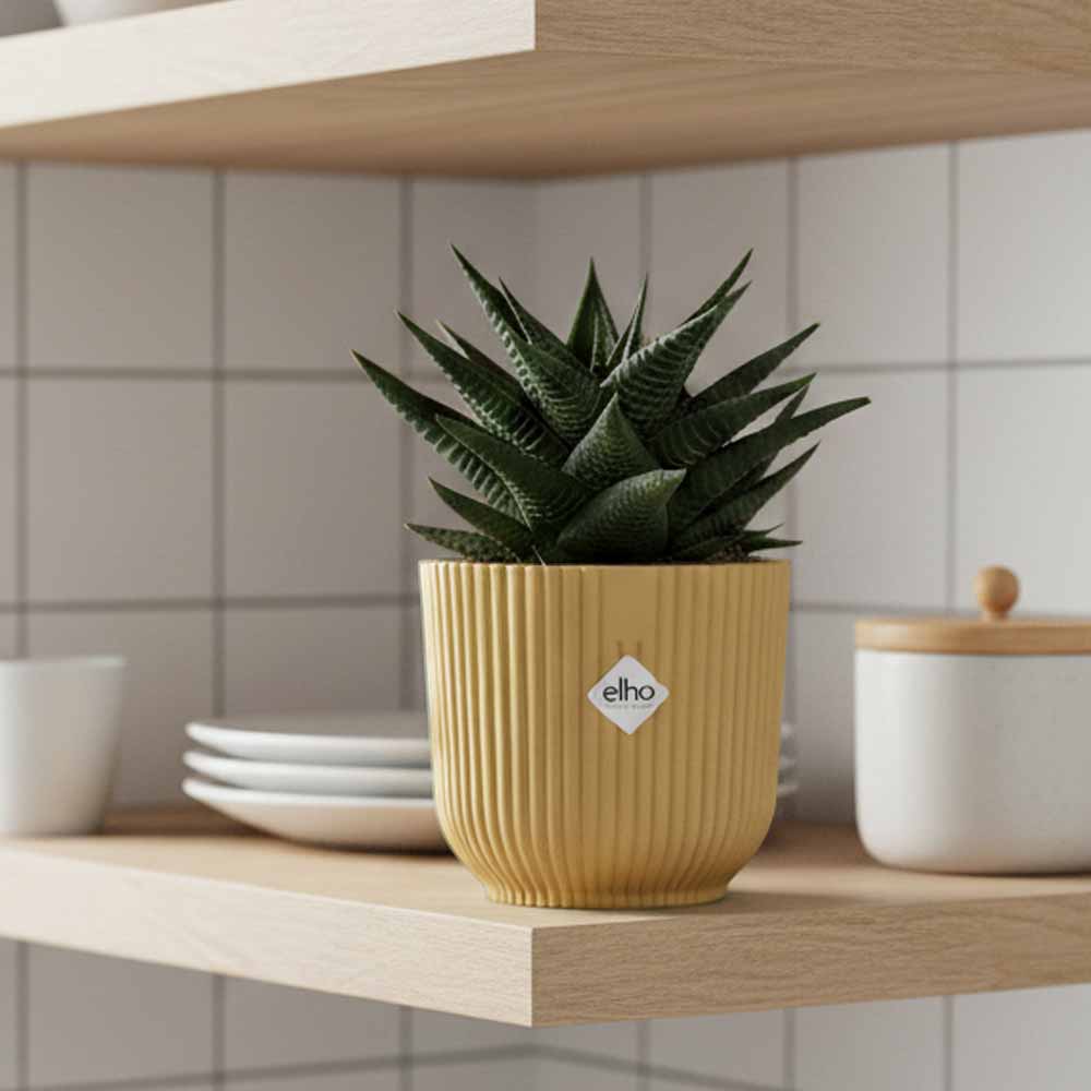 haworthia limifolia vibes giallo