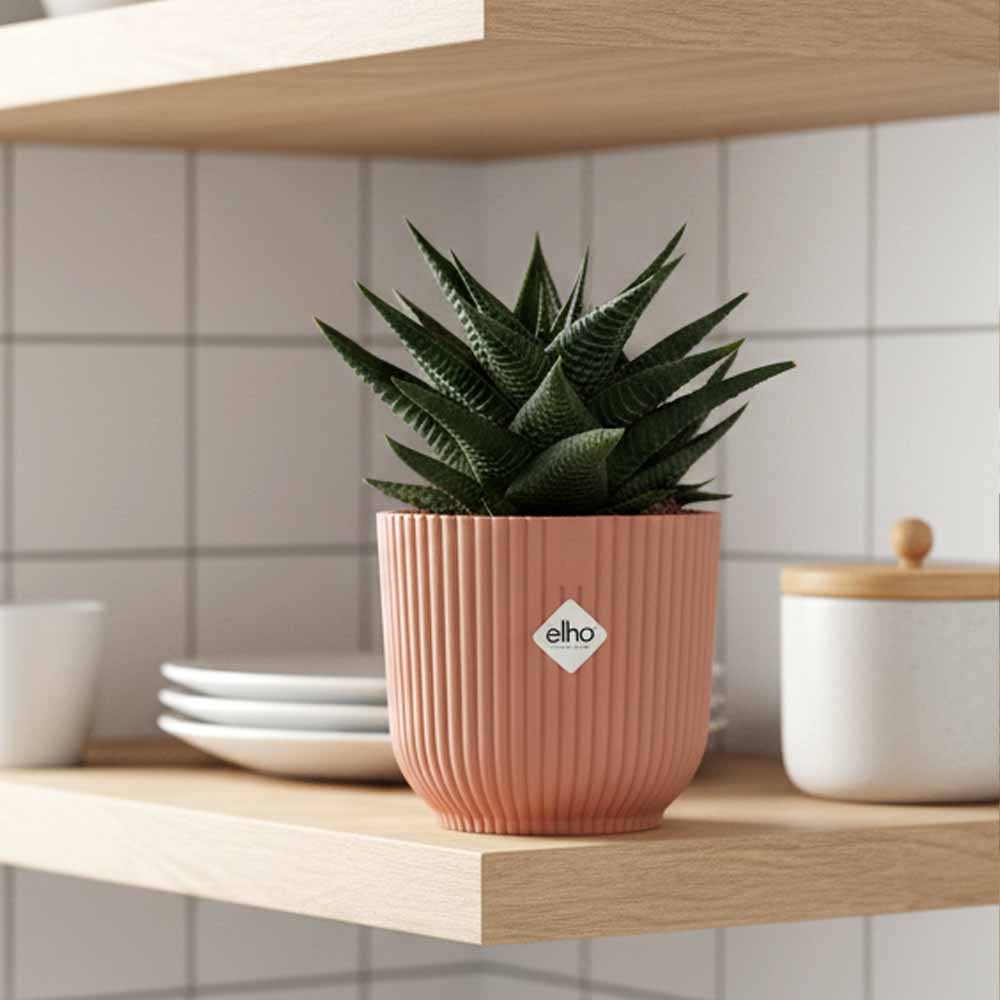 haworthia limifolia vibes rosa