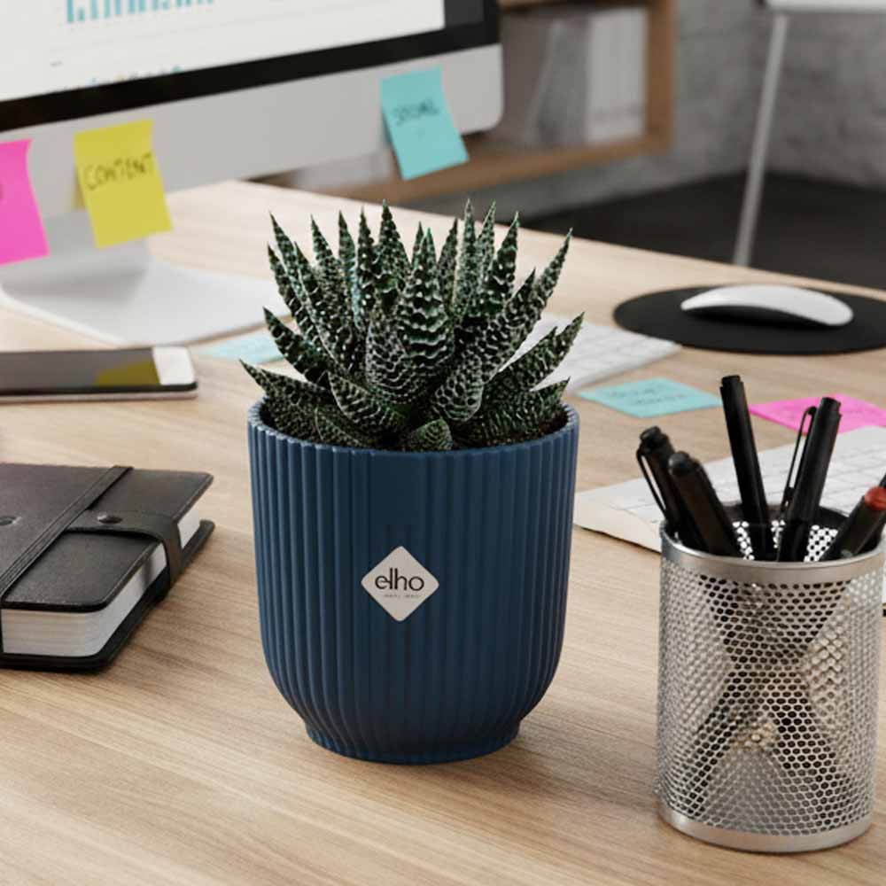 haworthia pumila vibes blu