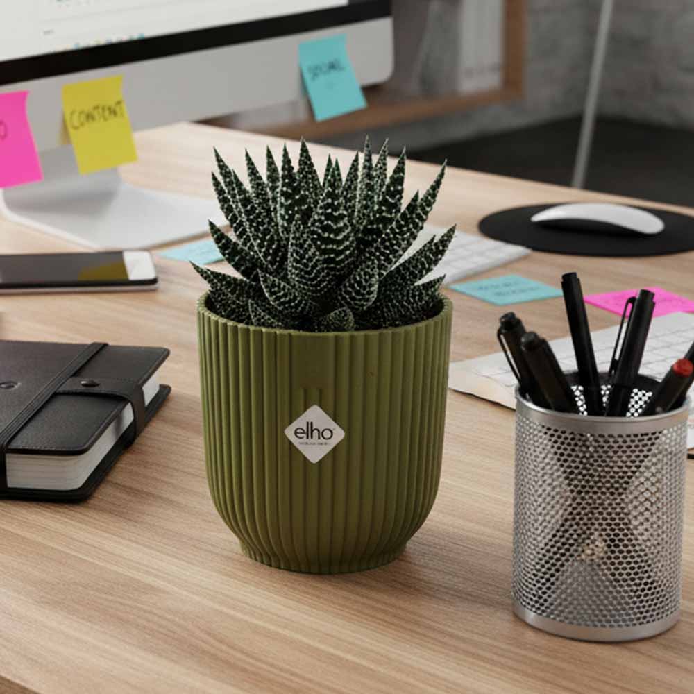 haworthia pumila vibes felce