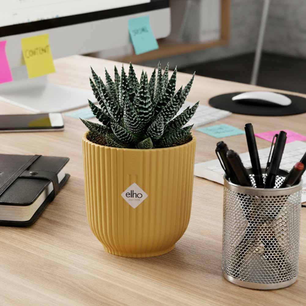 haworthia pumila vibes giallo