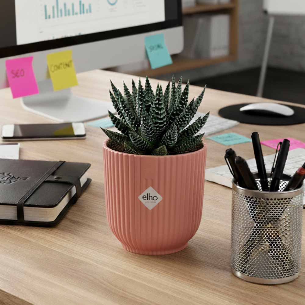 haworthia pumila vibes rosa