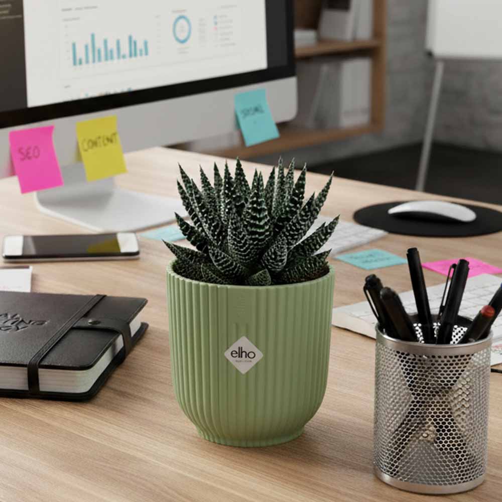 haworthia pumila vibes sorbetto1
