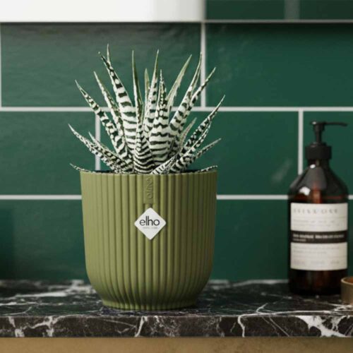 Piante in vaso