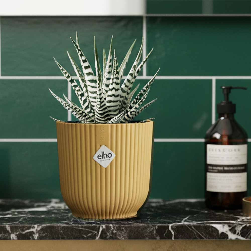 haworthia zebra vibes giallo