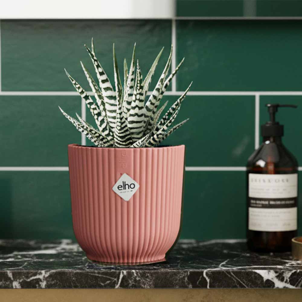 Piante in vaso