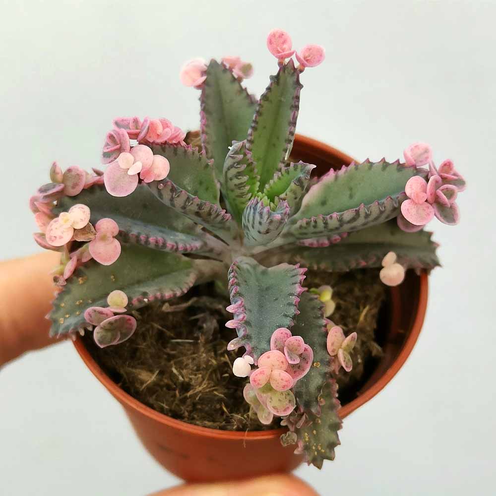 kalanchoe pink butterfly pianta