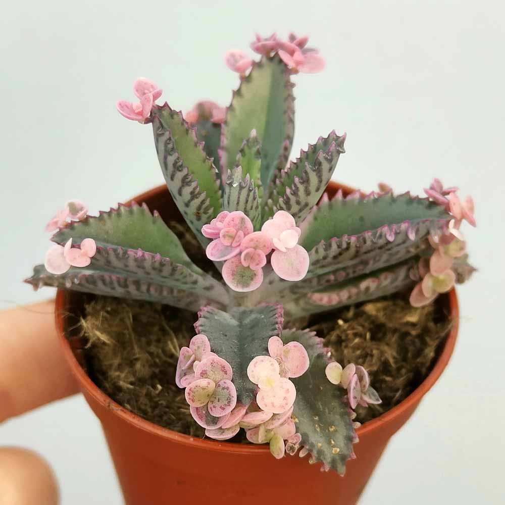 kalanchoe pink butterfly