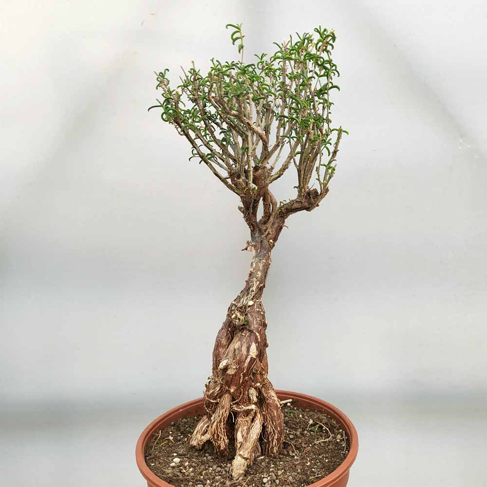 mestoklema tuberosum pianta