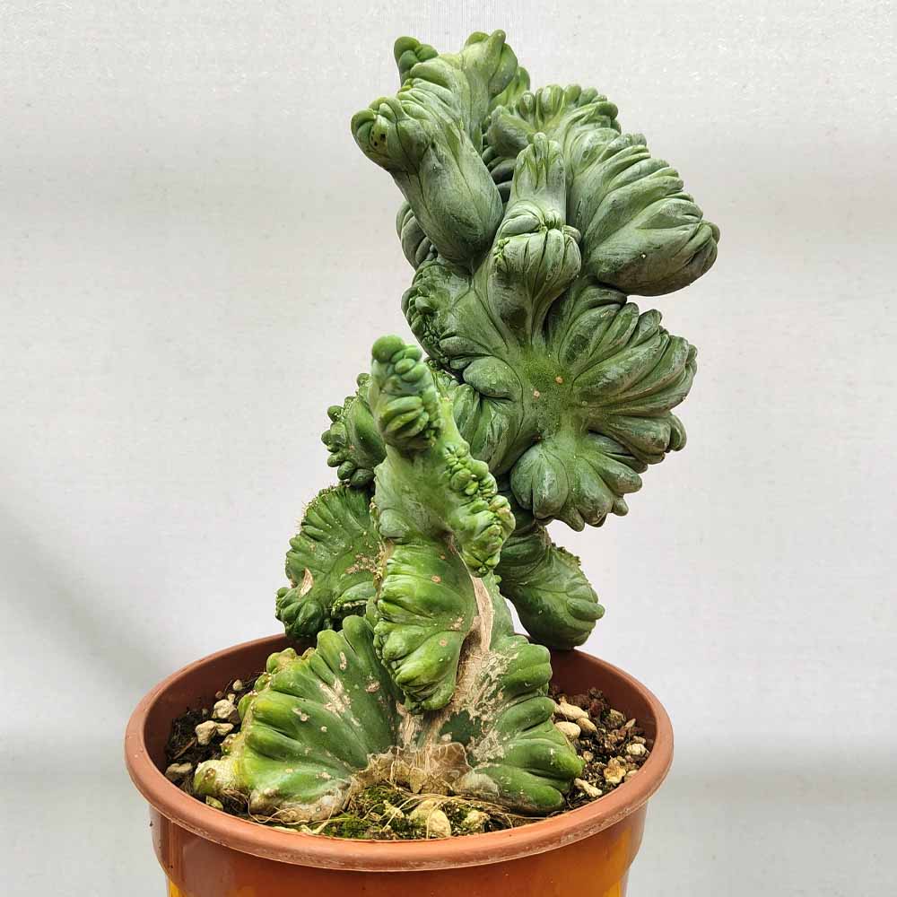 myrtillocactus crestato