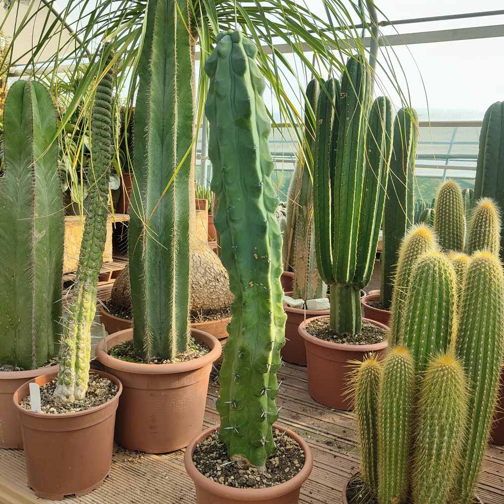 myrtillocactus fukurokyrunziboku
