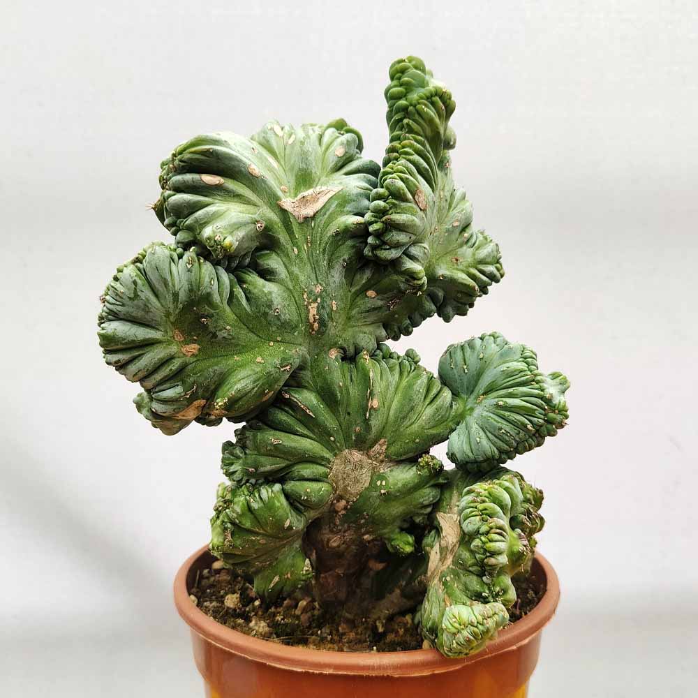 myrtillocactus strictum crestato