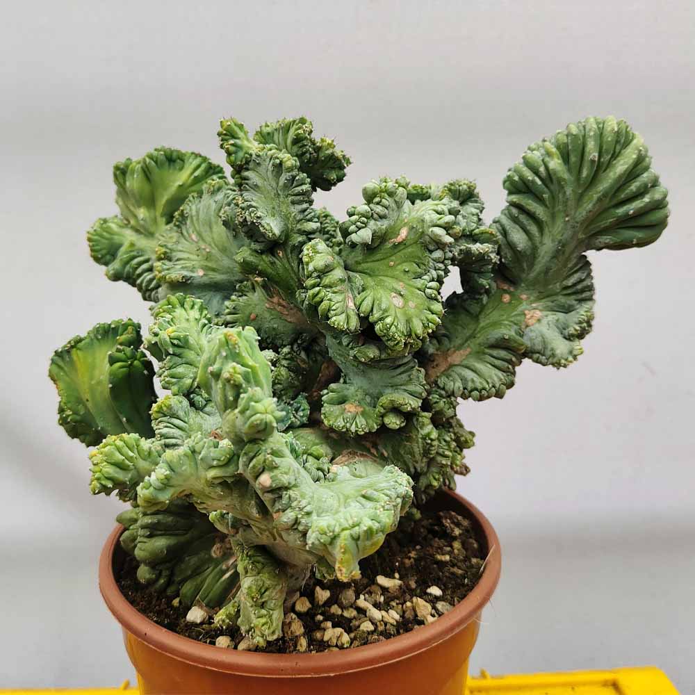myrtillocactus strictum crestato cactus