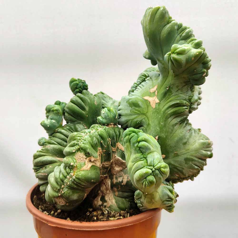 myrtillocactus strictum crestato