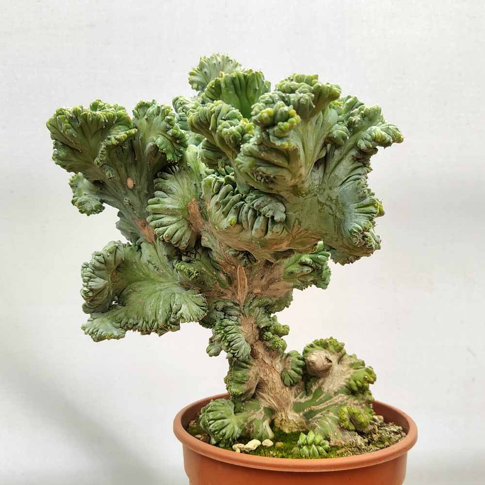 myrtillocactus strictum crested