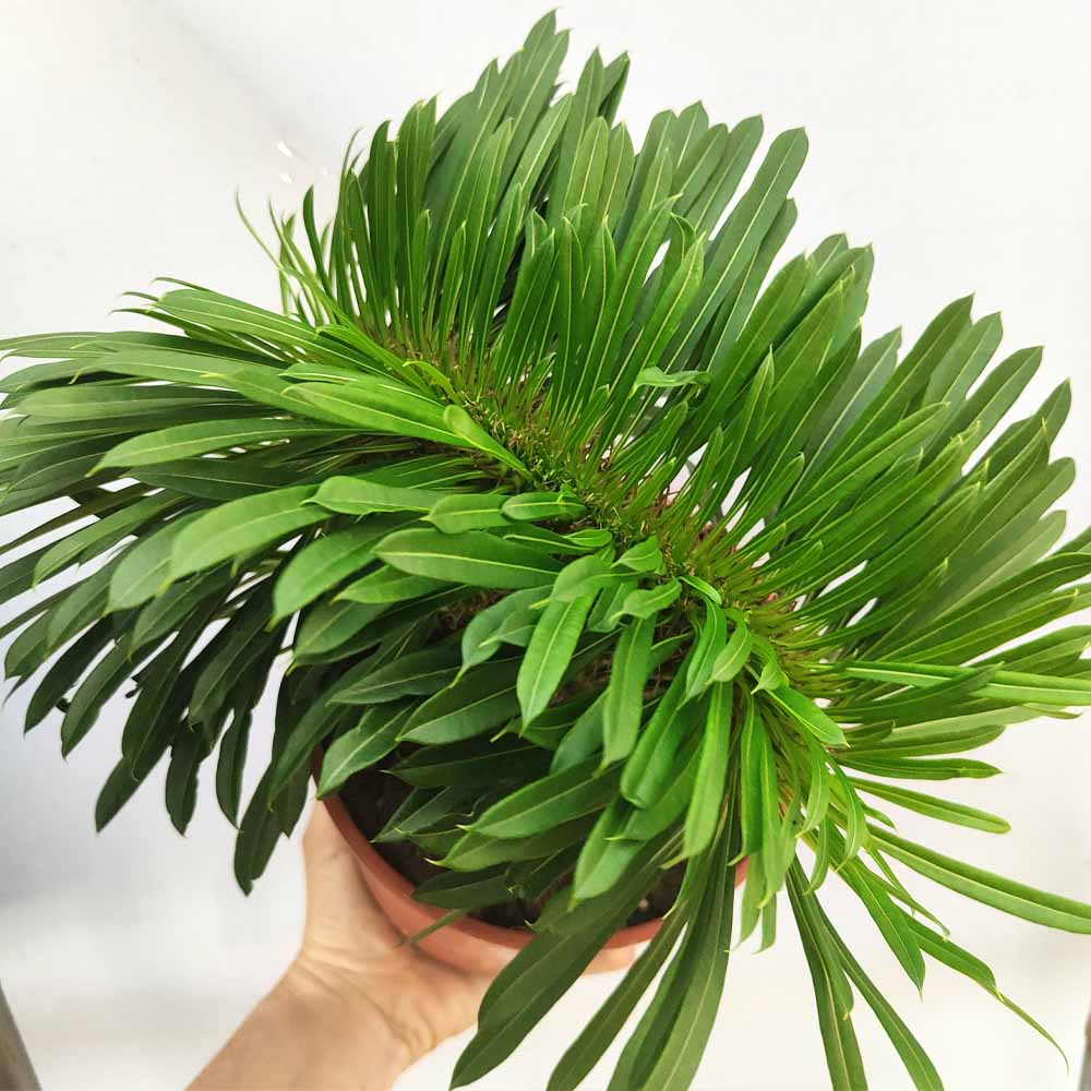 pachypodium lamerei crestato pianta