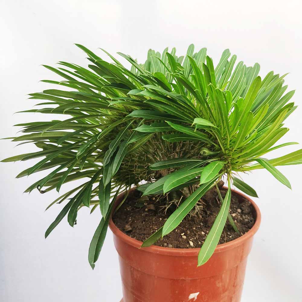 pachypodium lamerei crestato