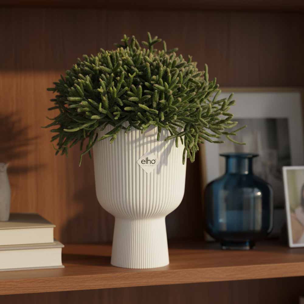 rhipsalis burchellii vaso coupe bianco