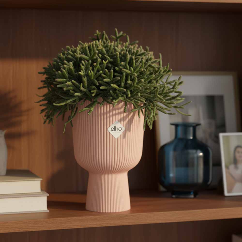 rhipsalis burchellii vaso decor