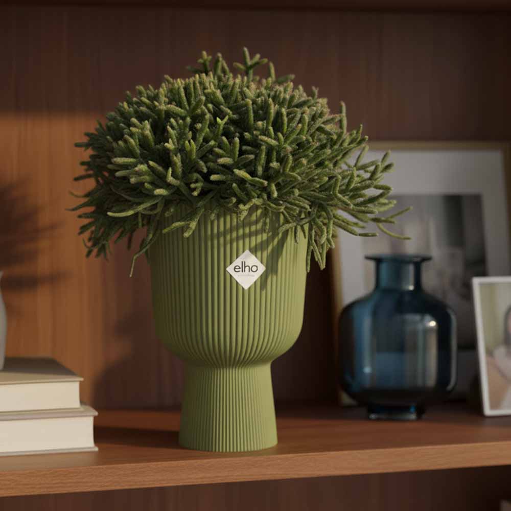 rhipsalis burchellii vaso coupe felce