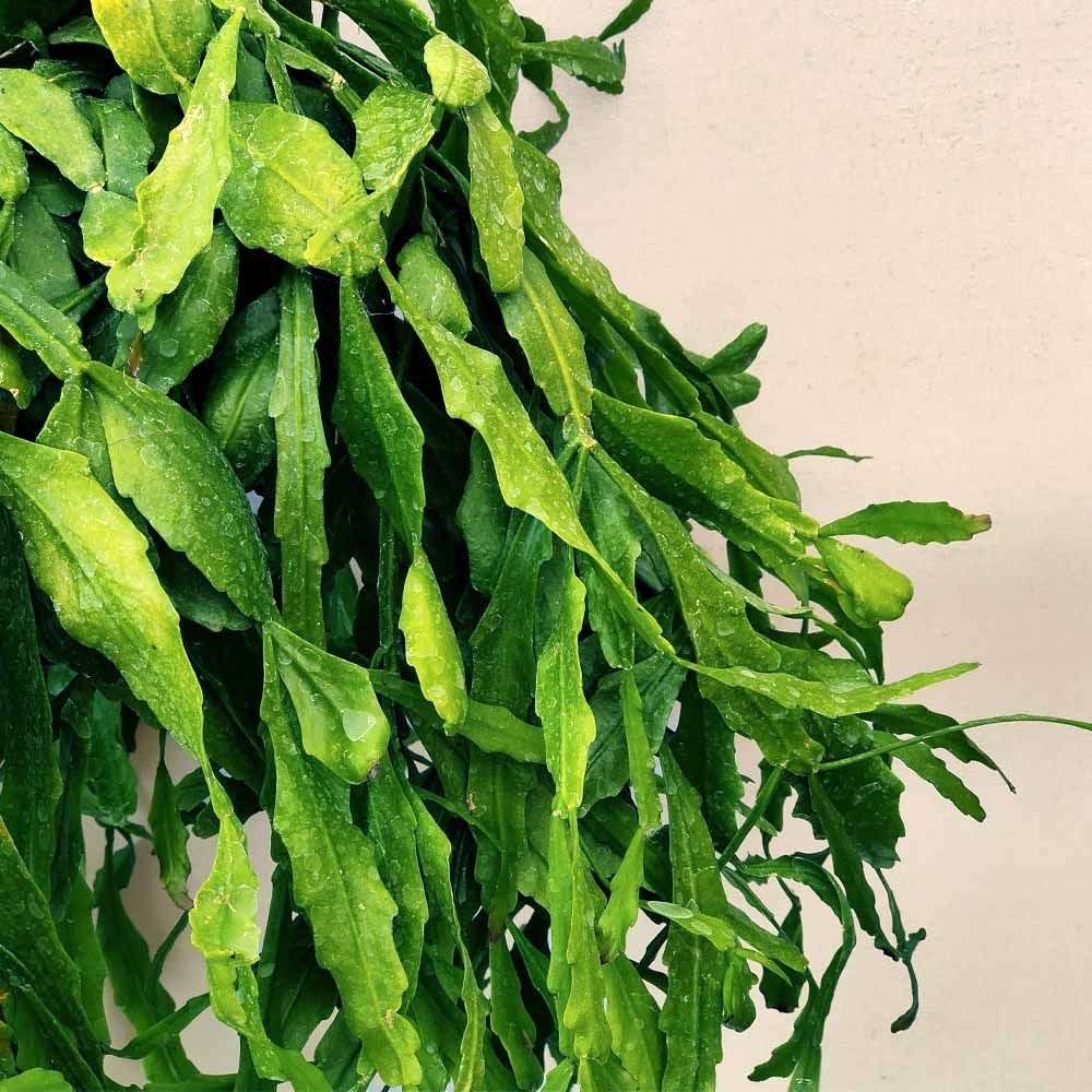 rhipsalis crispata PIANTA