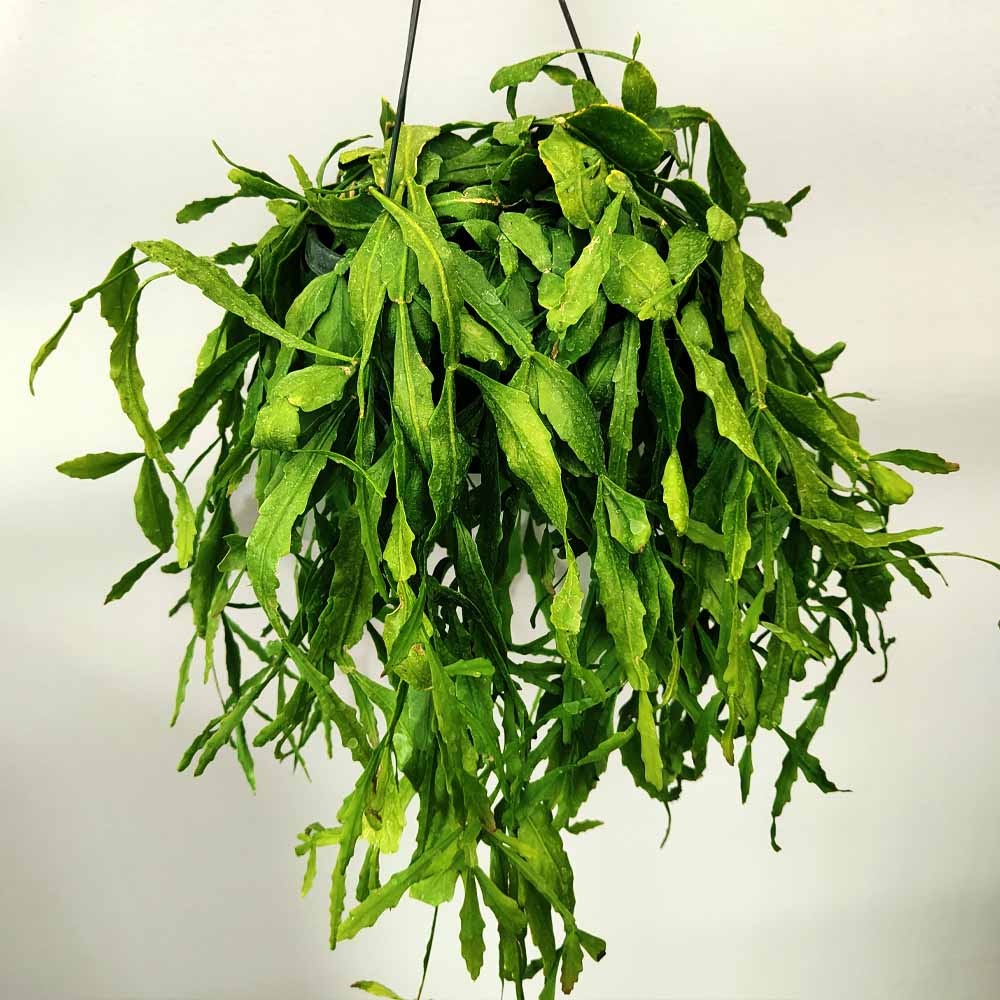 rhipsalis crispata