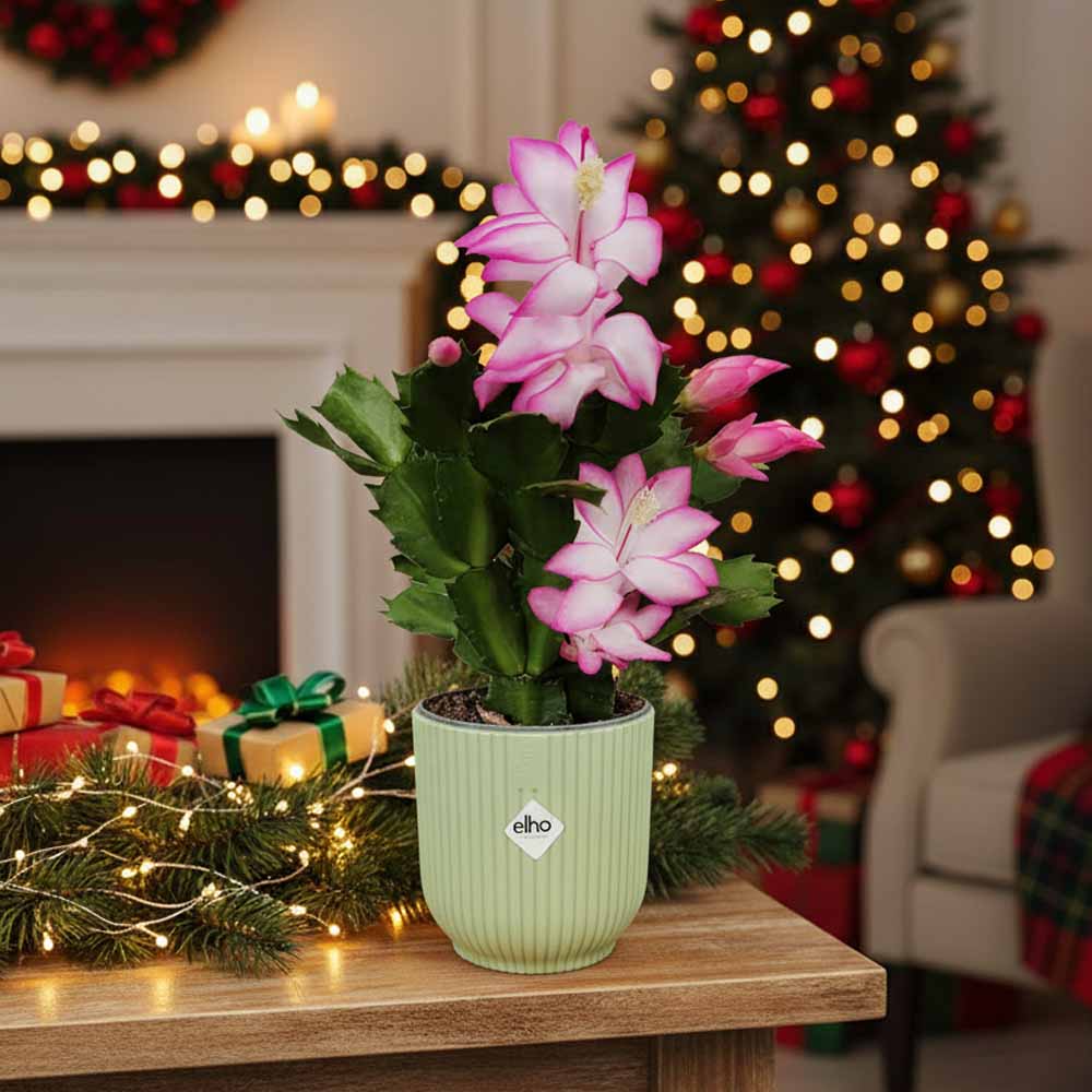 schlumbergera dark eva natale