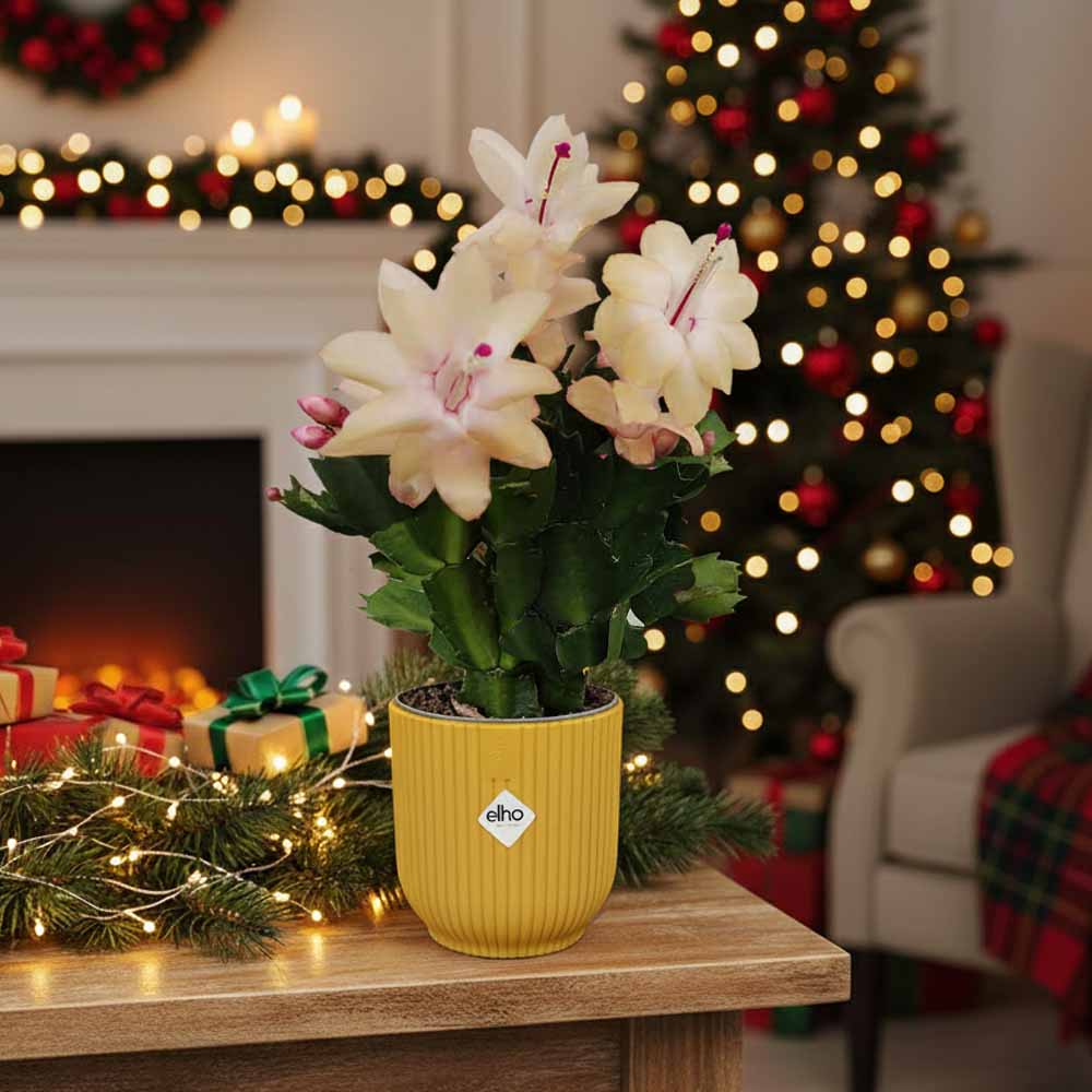 schlumbergera orange christa natale