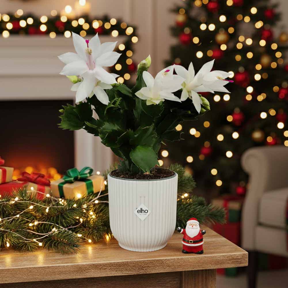 schlumbergera white eva natale