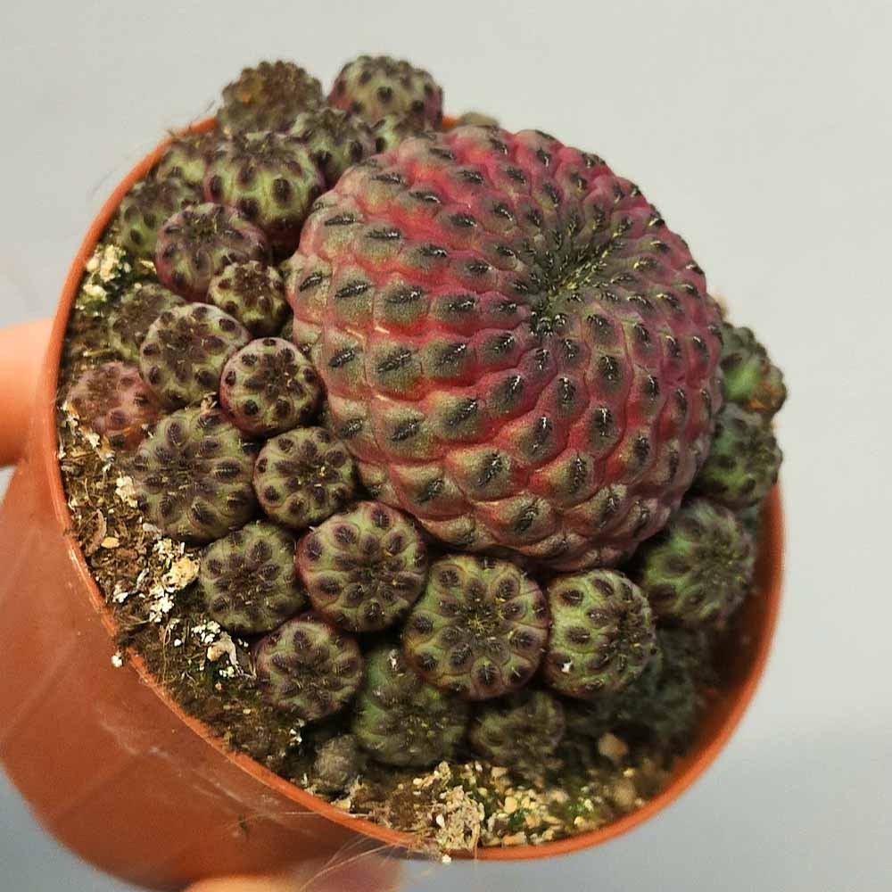 sulcorebutia rauschii violacidermis