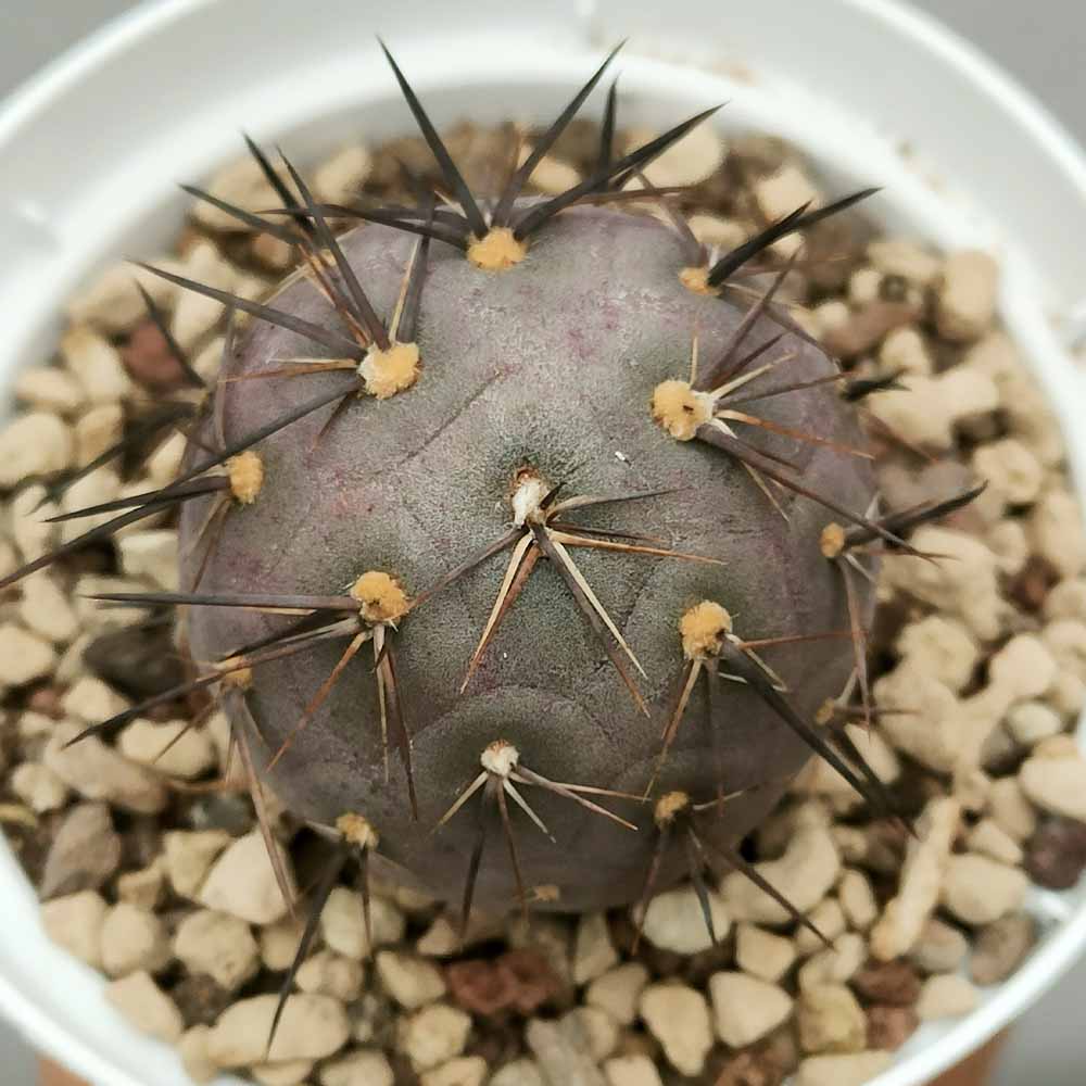 tephrocactus geometricus pink cactus