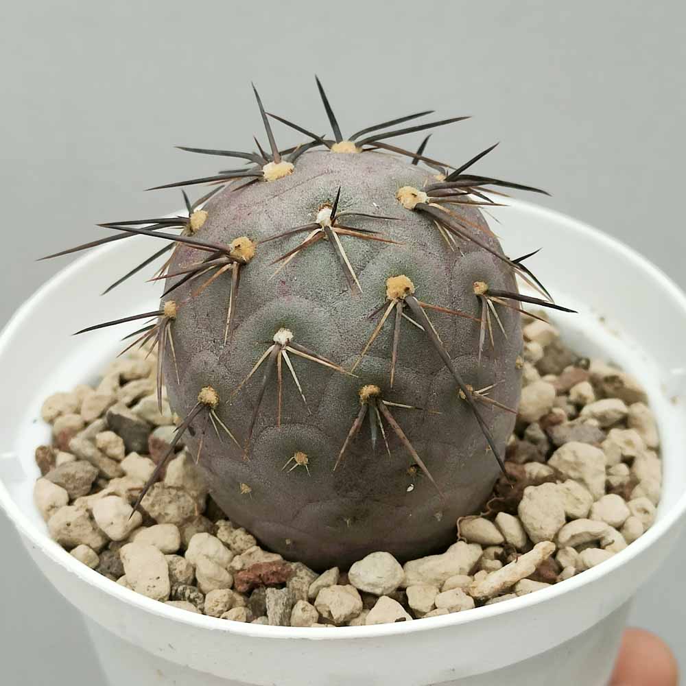 tephrocactus geometricus pink