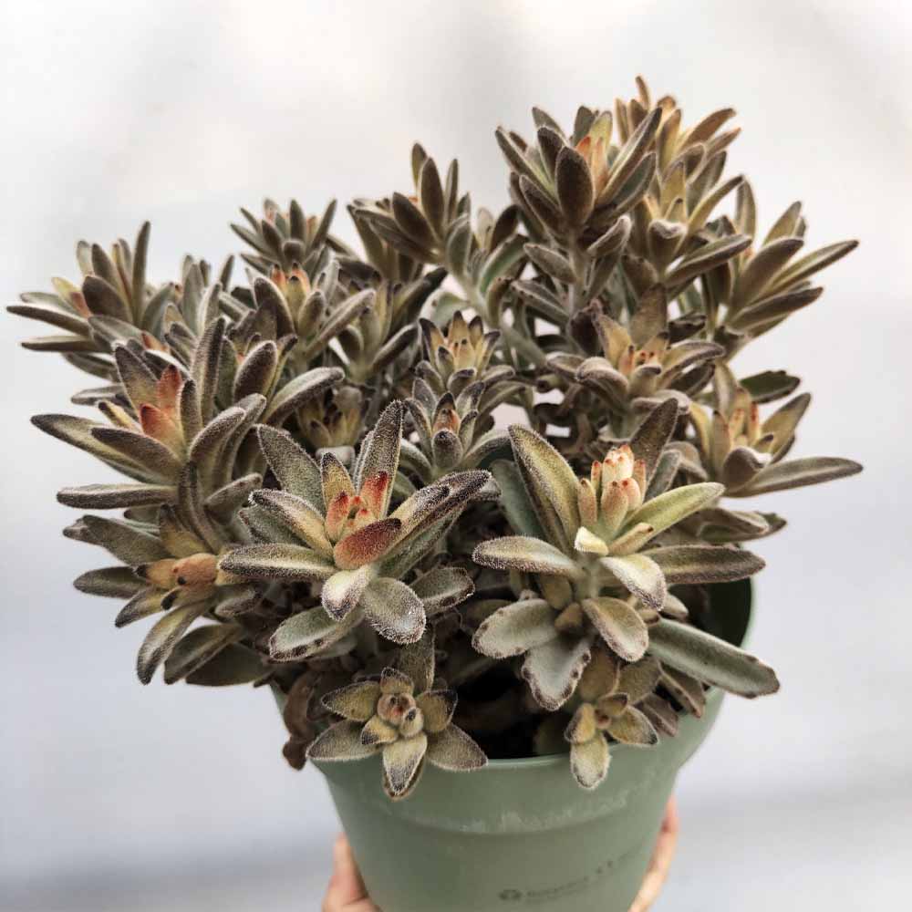 tomentosa chocolate