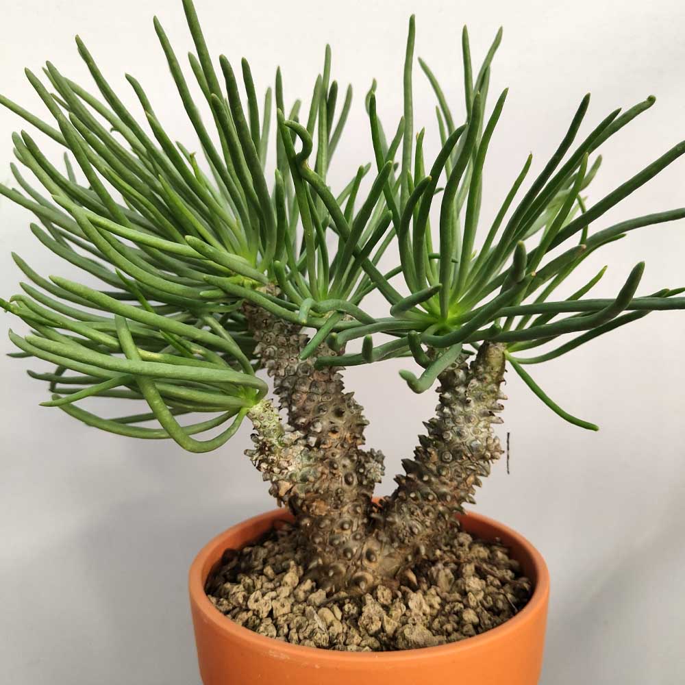 tylecodon wallichii