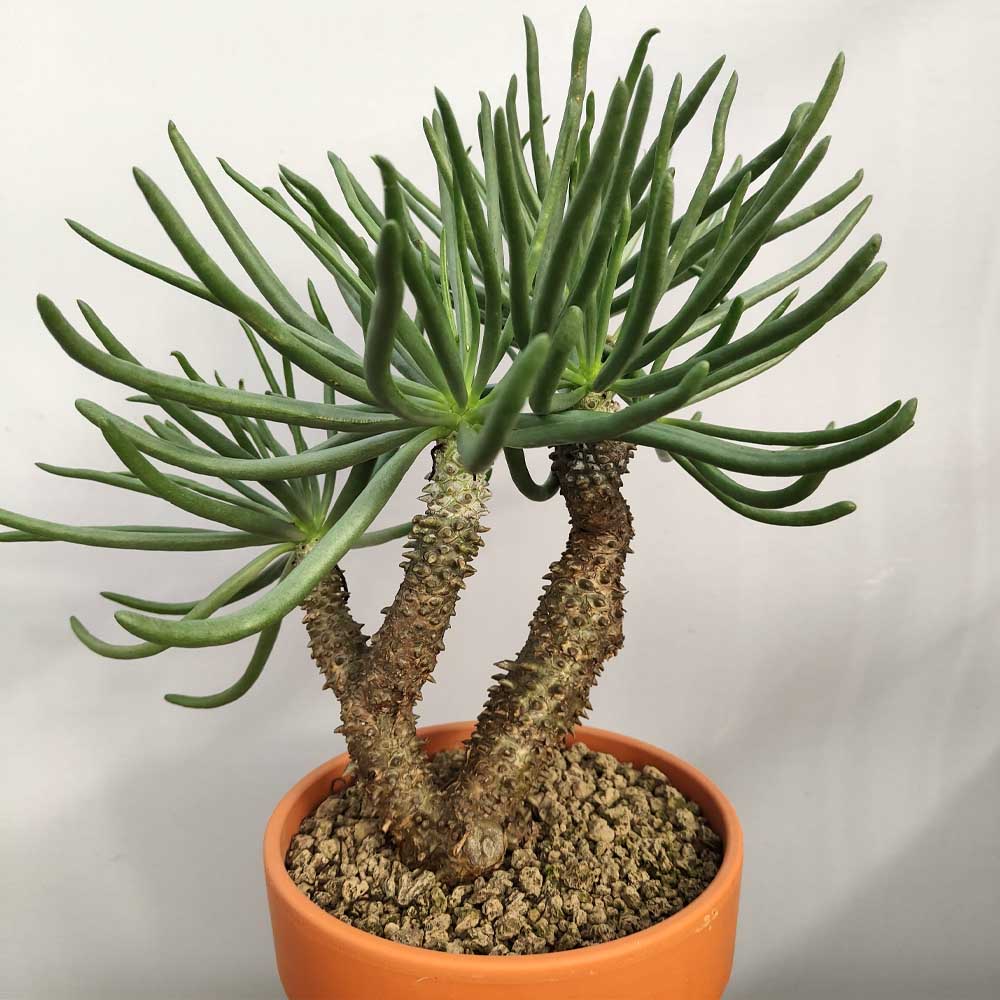 tylecodon wallichii