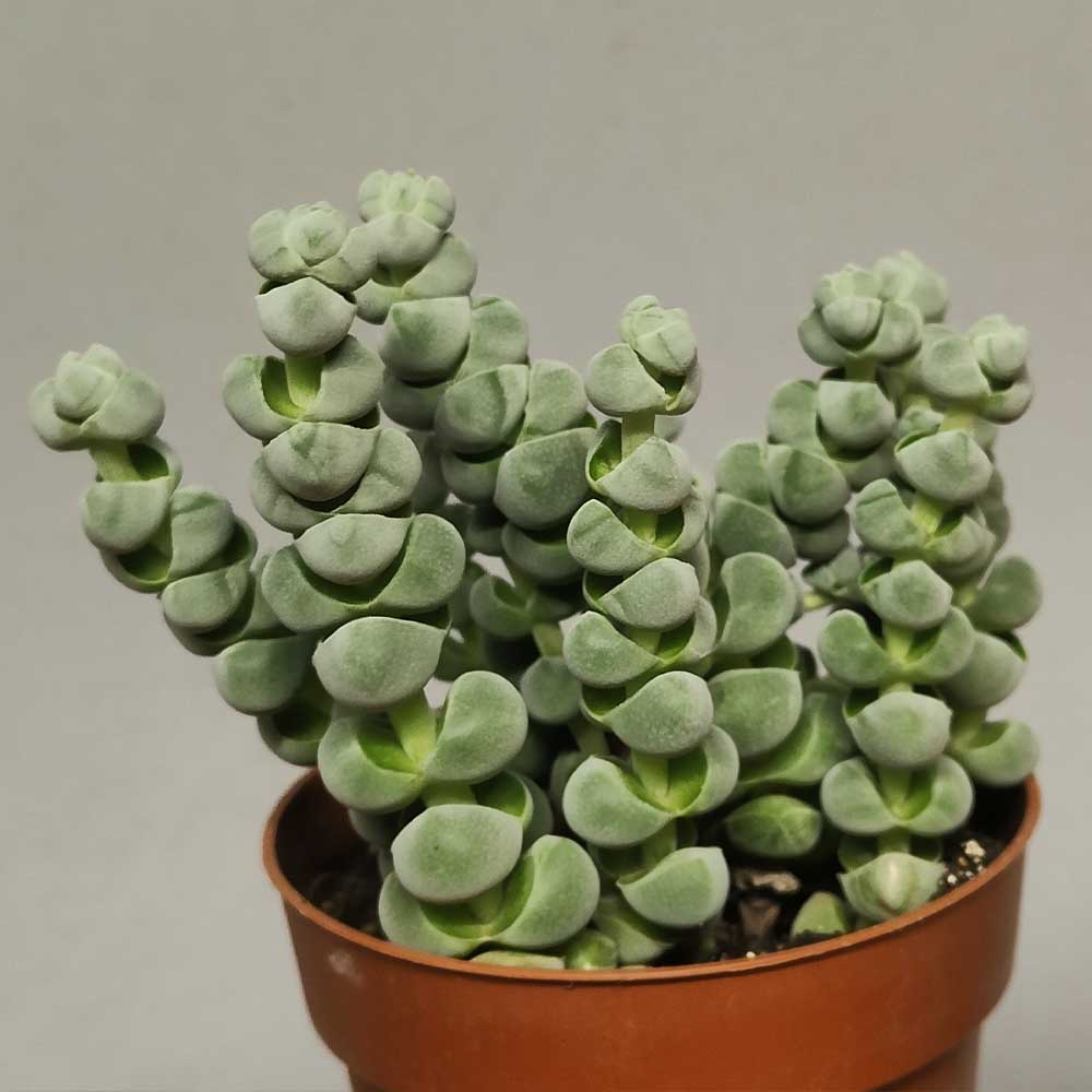 Crassula ARTA