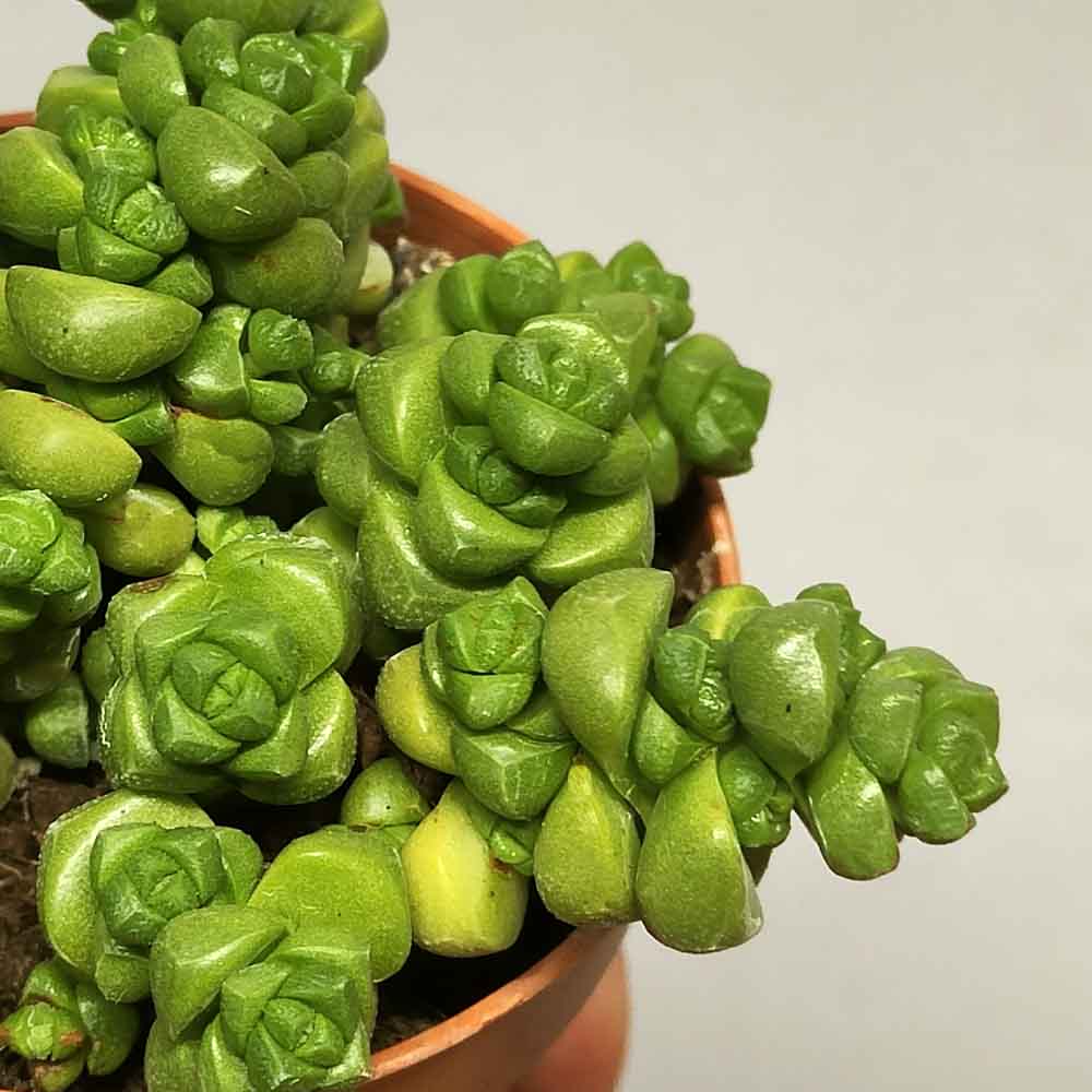 Crassula Marchandii pianta