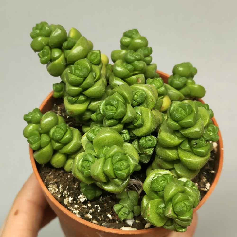 Crassula Marchandii